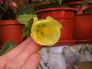 Picture 034