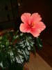 hibiscus (aprilie 2009)