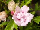 hibiscus siriacus