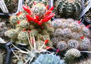 Mammillaria prolifera grup