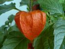 physalis (lampioane chinezesti)