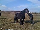 Percheron