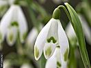 galanthus_nivalis