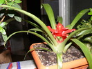 GUZMANIA