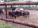 Fotografii-0017