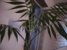 Infloreste
