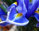 floare-iris-poze-flori