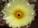 Detaliu floare notocactus submammulosus