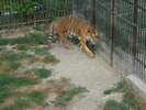 Picture 039
