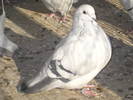 Copie a Picture 004
