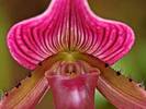 Ladyslipper_Orchid