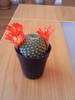 Rebutia sp