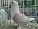 pescarus oriental