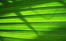 PalmLeaf