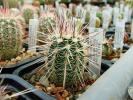 echinocereus_russanthus_v_cylindricus_sb_352