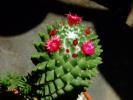 Mammillaria polithele v. nudum