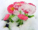 653_floare_iarna_pink_flower_wallpaper