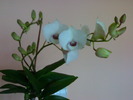 Den phalaenopsis alb cu labelum mov