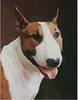 Bullterrier