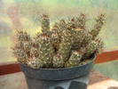 Mammillaria fraileana