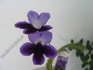 Streptocarpus Katy 2