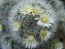 Mammillaria bocasana, flori, detaliu.
