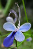 Butterfly Clerodendrum