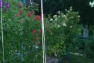 gradina 2008 024