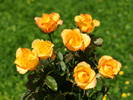 roses_wallpaper-dsc01225