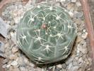 Gymnocalycium uebelmanianum