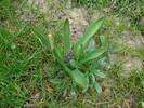 Hyacinthus orientalis (2009, March 30)