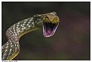 amazing-snake-pictures4[1]