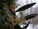 Dendrobium nobile