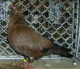 Bronze(show tippler)