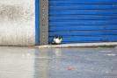 Tunisia_578