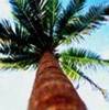 coconut milk03