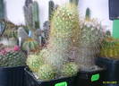 Mammillaria elongata ssp. echinata