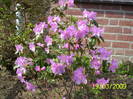 Rhododendron Preacox 19 mart 2009