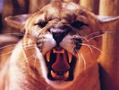 Mountain Lion 1