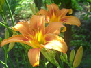 DSCI0564