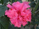 Hibiscus Mrs George Davis 7