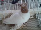 DSC00923