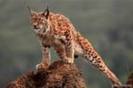 images11