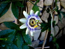 Pasiflora 1