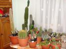 Grup plante