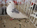 galati 5