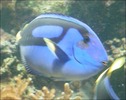 blue_fish[1]