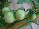 Tomato Cerise (2009, Sep.12)