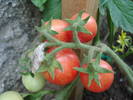 Tomato Gartenperle (2009, July 10)