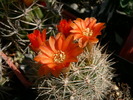 weingartia_pulquinensis